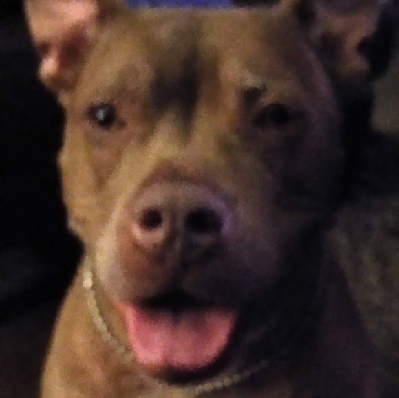 Meet your Posher, Deezo - Picture 4 of 16